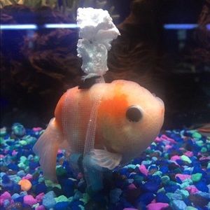 Meet your Posher, Genesis